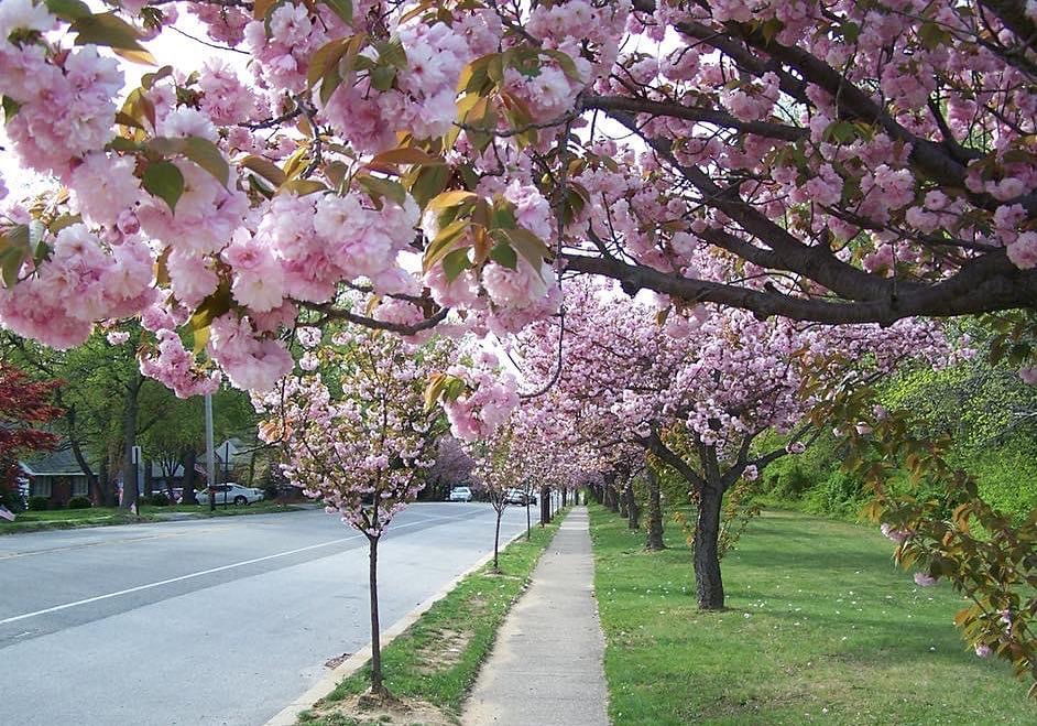 Cherry Hill NJ real estate and community